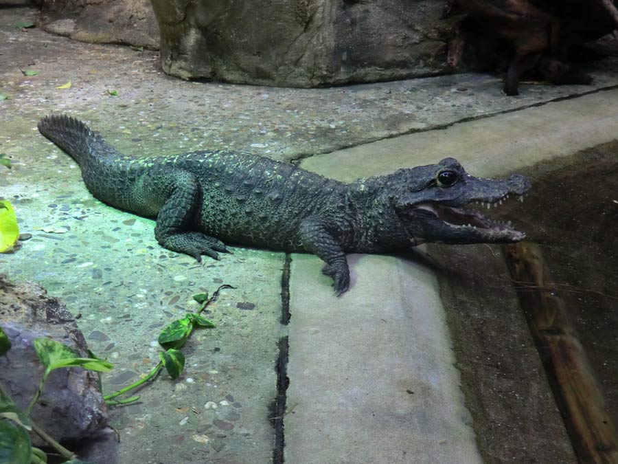 Stumpfkrokodil im Wuppertaler Zoo im September 2014