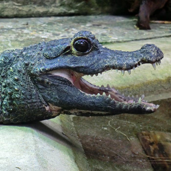 Stumpfkrokodil im Wuppertaler Zoo im September 2014