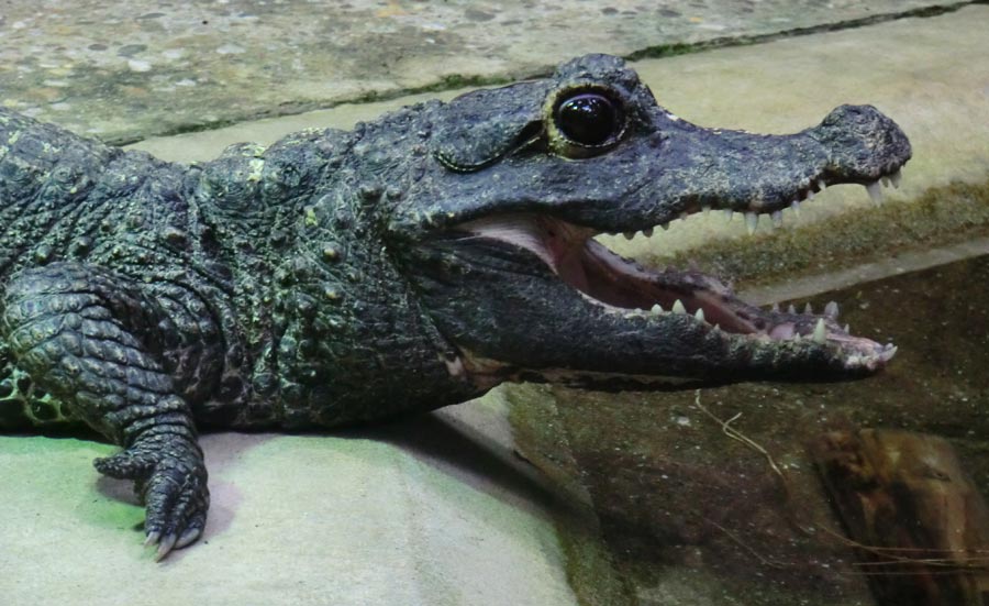 Stumpfkrokodil im Zoo Wuppertal im September 2014