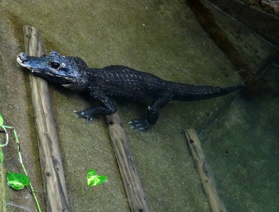 Stumpfkrokodil im Wuppertaler Zoo im Februar 2015