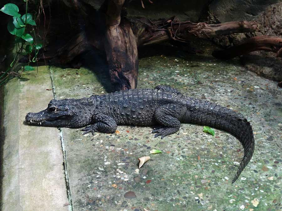 Stumpfkrokodil im Grünen Zoo Wuppertal im März 2015