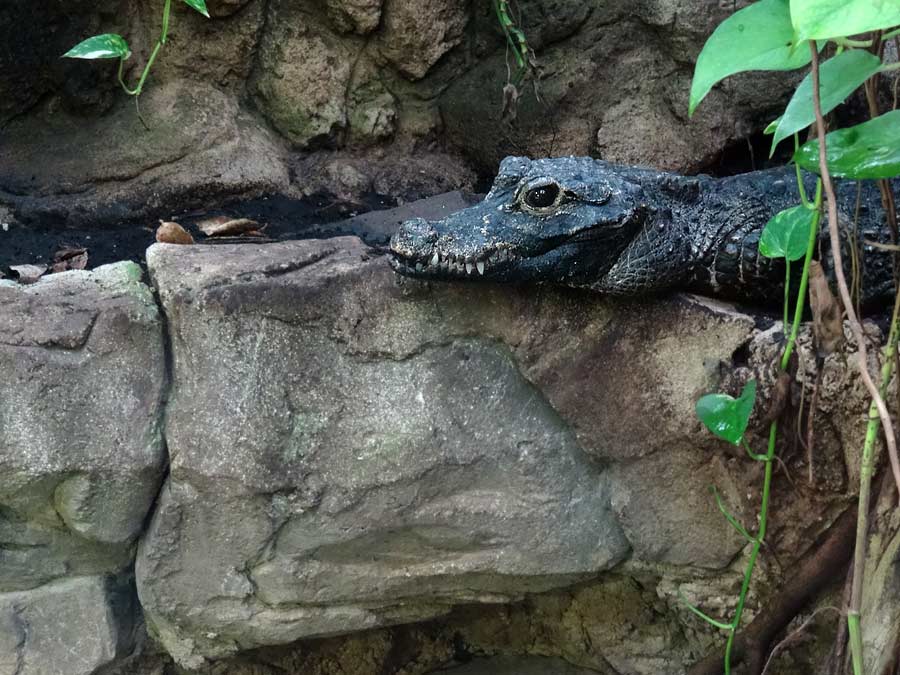 Stumpfkrokodil im Zoologischen Garten Wuppertal im März 2015