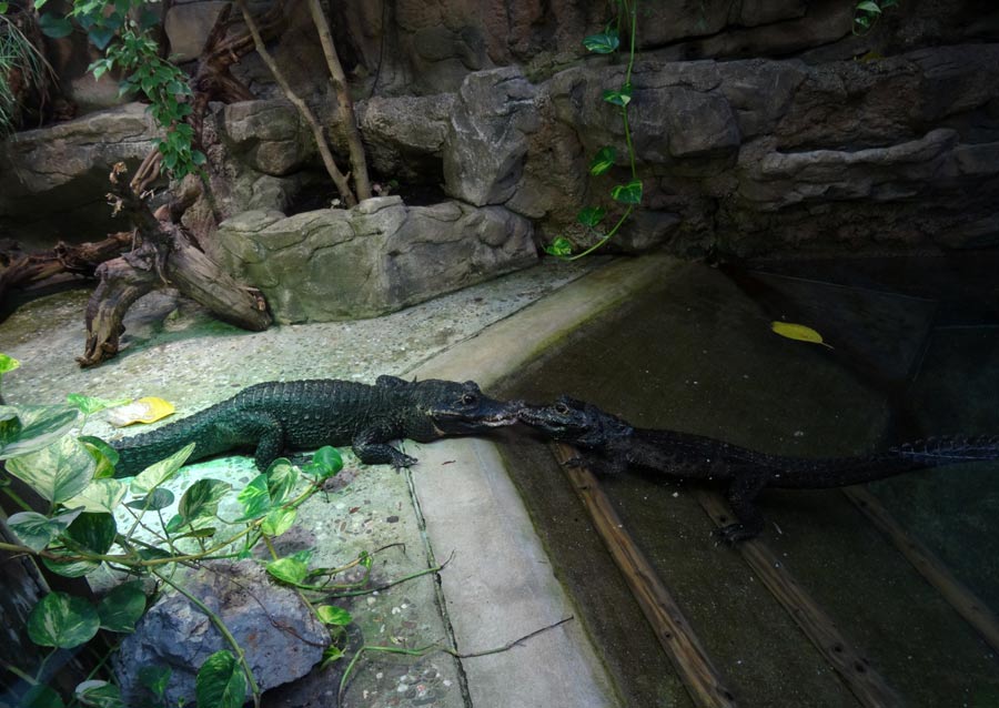 Stumpfkrokodile im Wuppertaler Zoo im April 2015