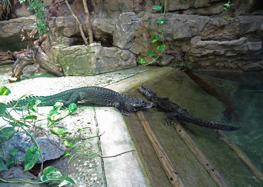 Stumpfkrokodile im Zoo Wuppertal im April 2015