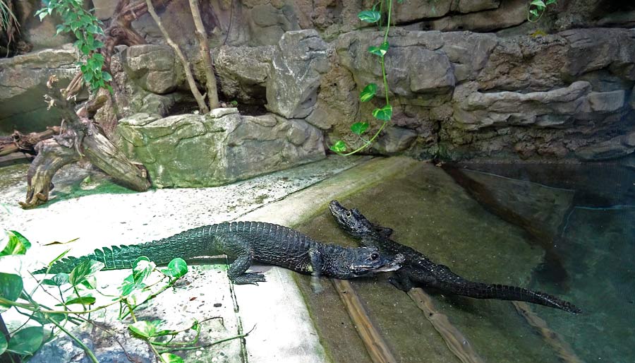 Stumpfkrokodile im Zoologischen Garten Wuppertal im April 2015