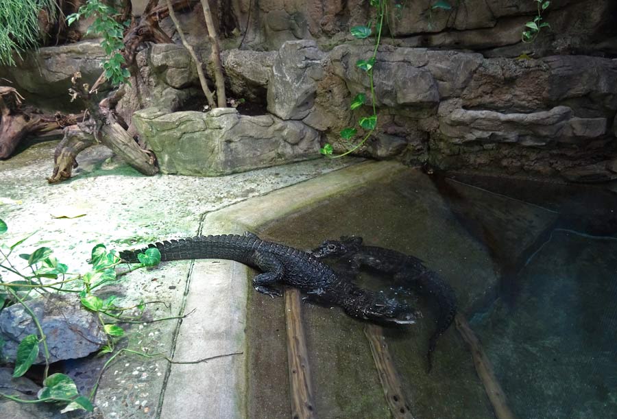 Stumpfkrokodile im Grünen Zoo Wuppertal im April 2015