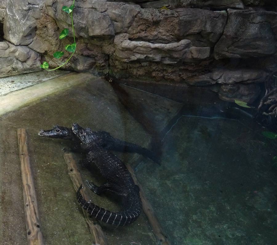 Stumpfkrokodile im Wuppertaler Zoo im April 2015