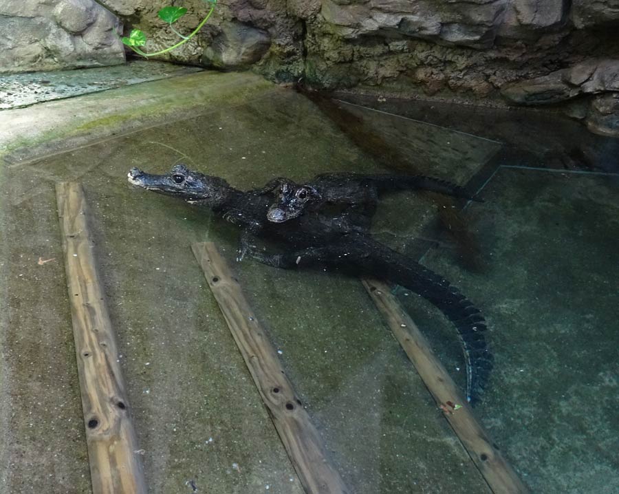 Stumpfkrokodile im Zoologischen Garten Wuppertal im April 2015