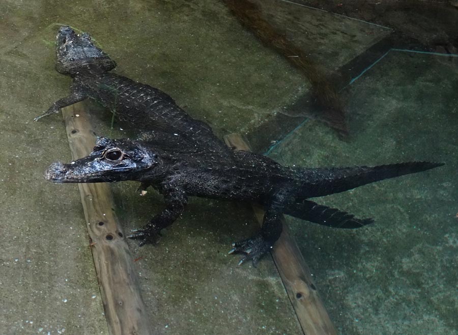 Stumpfkrokodile im Grünen Zoo Wuppertal im April 2015