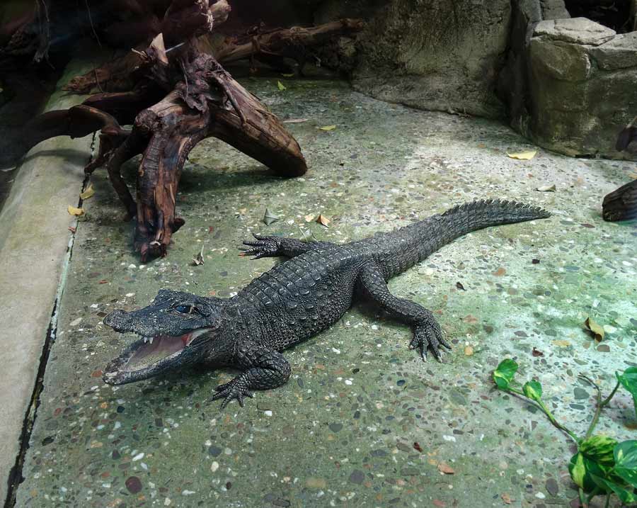 Stumpfkrokodil im Zoo Wuppertal im Mai 2015