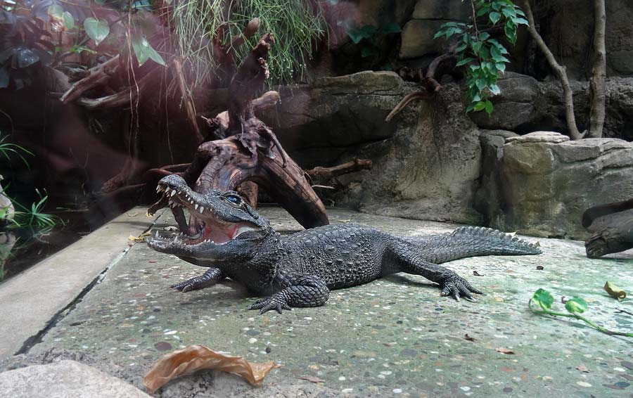 Stumpfkrokodil im Zoologischen Garten Wuppertal im Mai 2015