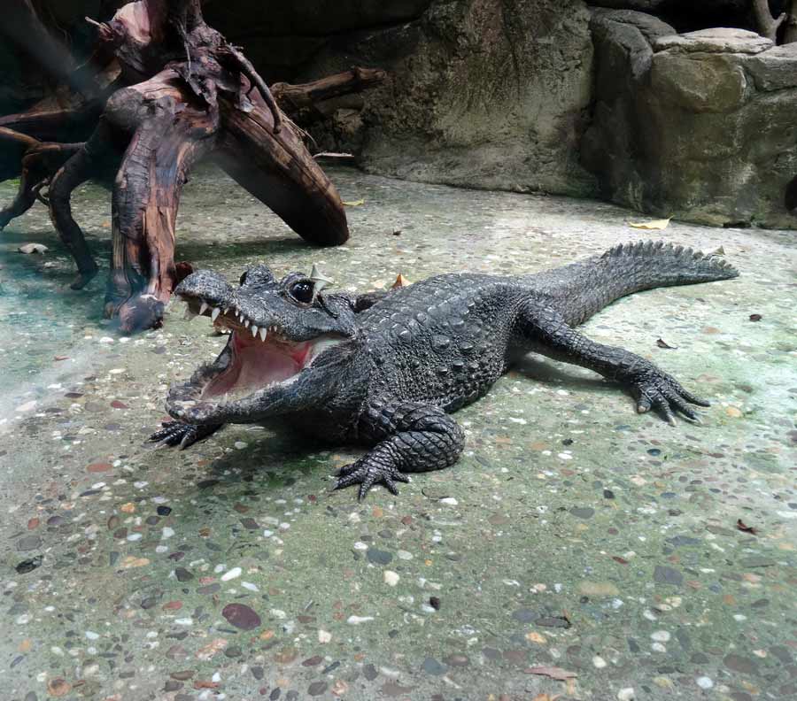 Stumpfkrokodil im Grünen Zoo Wuppertal im Mai 2015