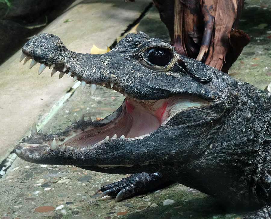 Stumpfkrokodil im Zoologischen Garten Wuppertal im Mai 2015