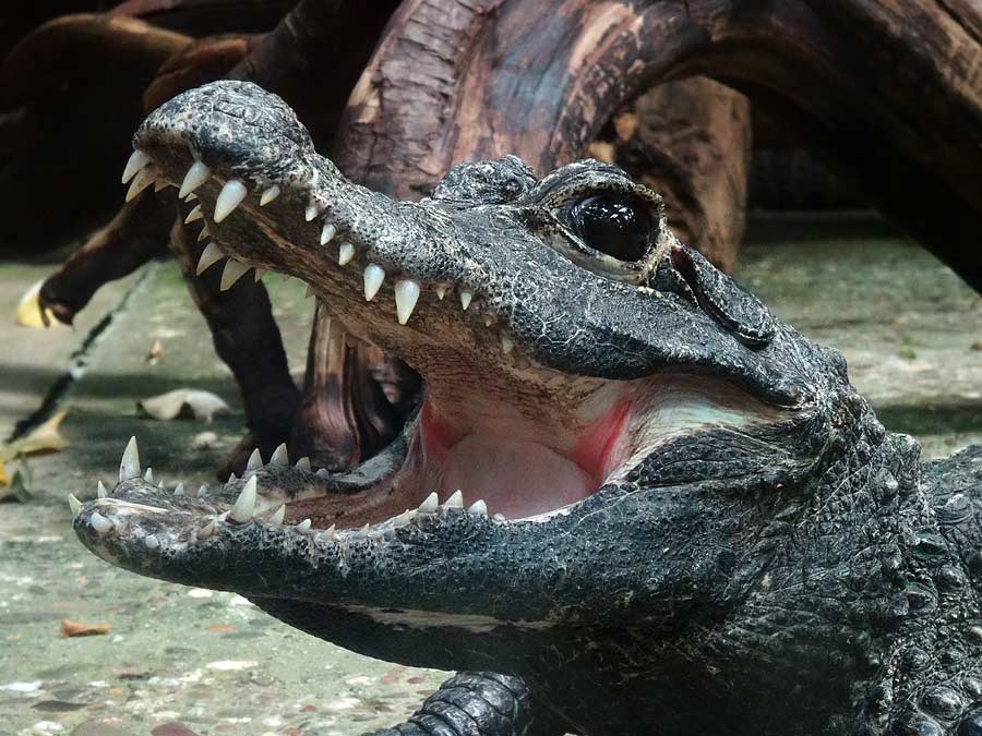 Stumpfkrokodil im Grünen Zoo Wuppertal im Mai 2015