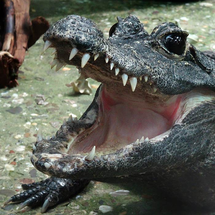 Stumpfkrokodil im Wuppertaler Zoo im Mai 2015