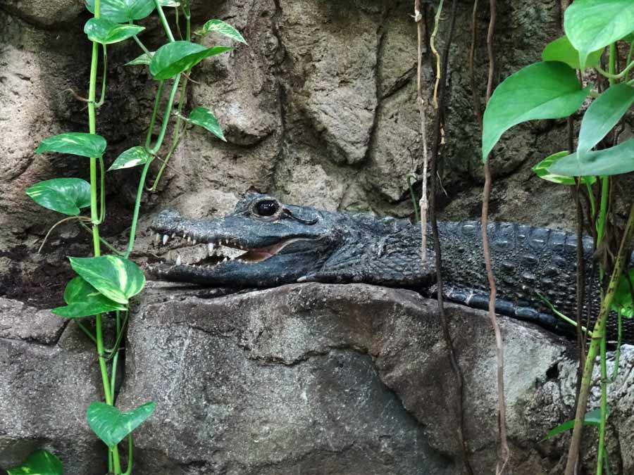 Stumpfkrokodil im Grünen Zoo Wuppertal im Juni 2015