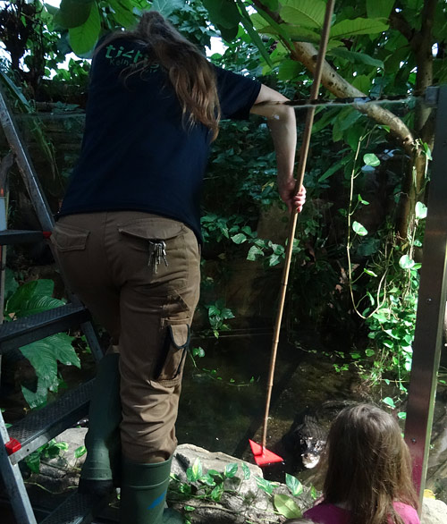 Target-Training mit dem Stumpfkrokodil am 9. Februar 2016 im Zoo Wuppertal