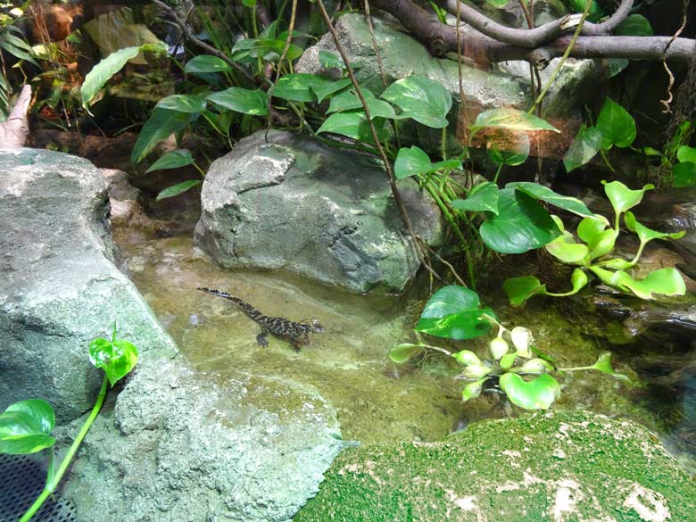 Eines der sechs Jungtiere bei den Stumpfkrokodilen am 16. Juli 2016 im Terrarium im Grünen Zoo Wuppertal