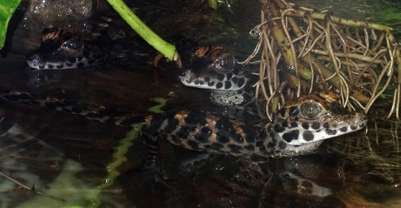 Drei Stumpfkrokodil-Jungtiere am 17. Juli 2016 im Terrarium im Zoologischen Garten der Stadt Wuppertal