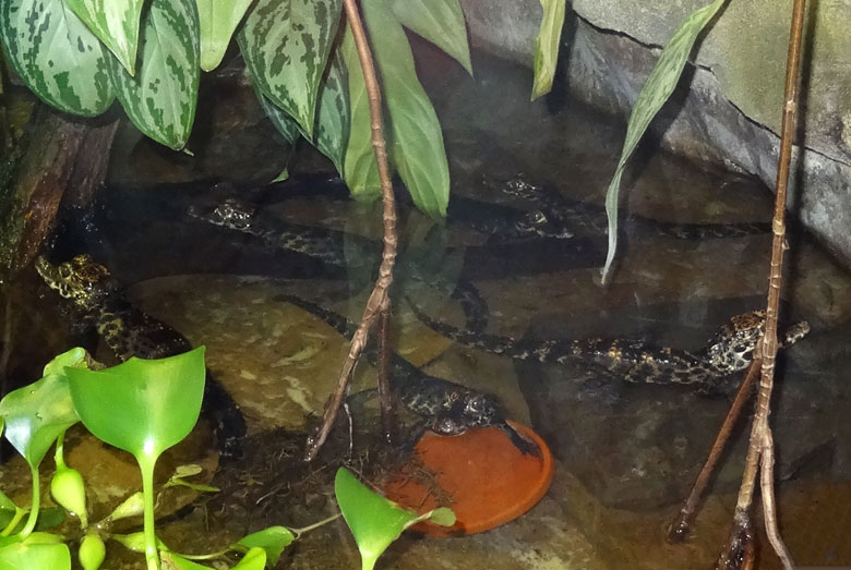 Sechs Stumpfkrokodil-Jungtiere am 11. November 2016 im Terrarium im Grünen Zoo Wuppertal