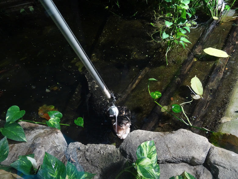 Fütterung des Stumpfkrokodil-Männchens am 18. November 2016 im Terrarium im Grünen Zoo Wuppertal