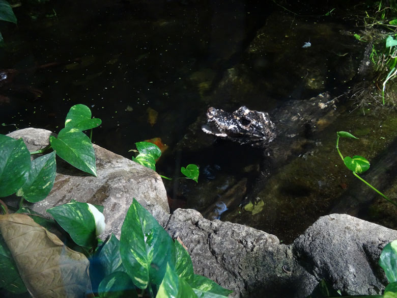 Stumpfkrokodil-Männchen am 18. November 2016 im Terrarium im Zoologischen Garten der Stadt Wuppertal