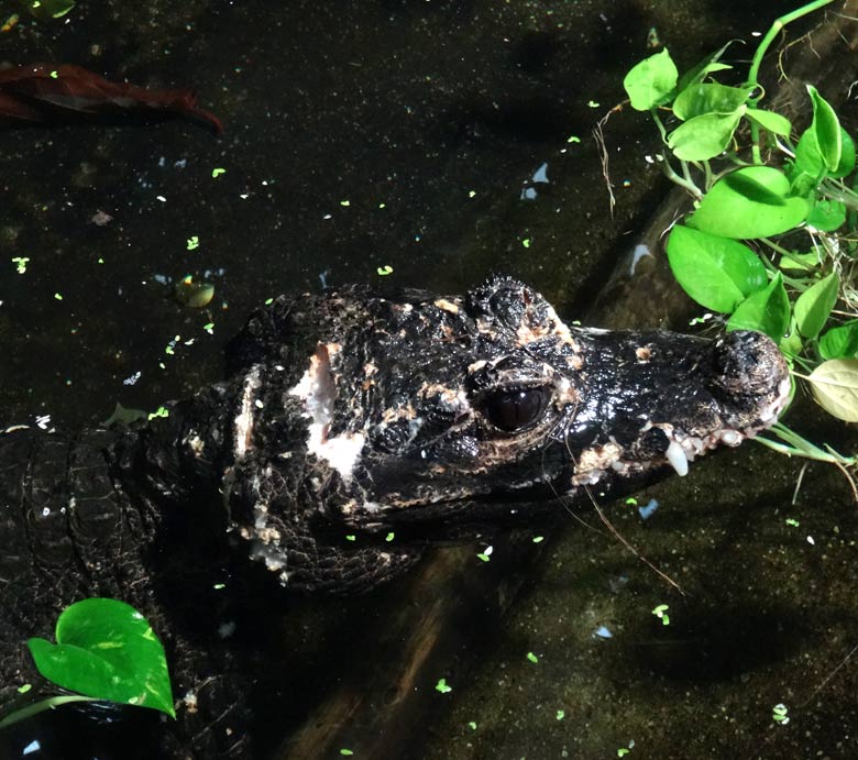 Lädiertes Stumpfkrokodil-Männchen am 18. November 2016 im Terrarium im Wuppertaler Zoo