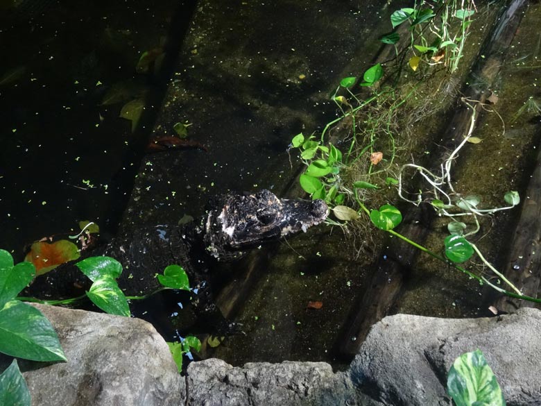 Stumpfkrokodil-Männchen am 18. November 2016 im Terrarium im Zoo Wuppertal