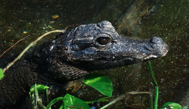 Stumpfkrokodil-Weibchen am 5. Januar 2017 im Terrarium im Zoologischen Garten der Stadt Wuppertal