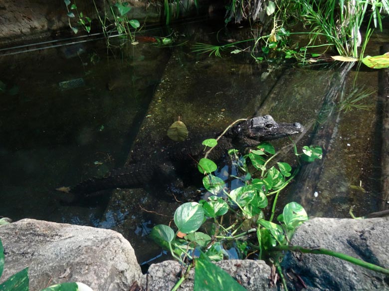 Stumpfkrokodil-Weibchen am 5. Januar 2017 im Terrarium im Grünen Zoo Wuppertal