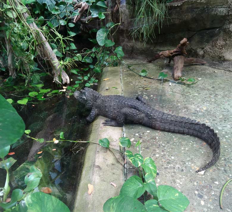 Stumpfkrokodil-Weibchen am 27. Mai 2017 im Grünen Zoo Wuppertal