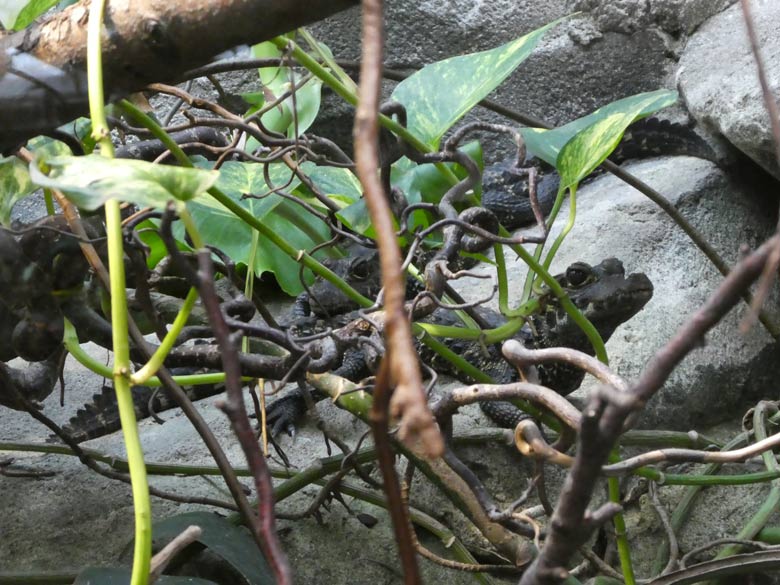 Stumpfkrokodil-Jungtiere am 26. Juli 2017 im Terrarium im Zoologischen Garten der Stadt Wuppertal