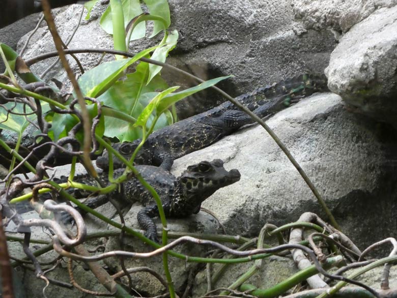 Stumpfkrokodil-Jungtiere am 26. Juli 2017 im Terrarium im Zoo Wuppertal