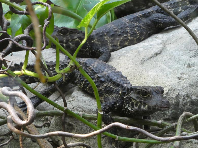 Stumpfkrokodil-Jungtiere am 26. Juli 2017 im Terrarium im Grünen Zoo Wuppertal