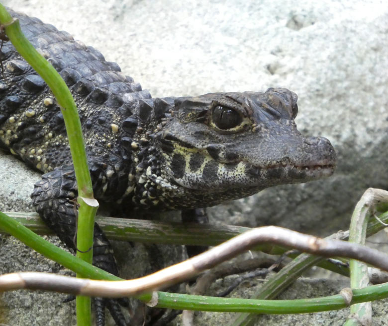 Stumpfkrokodil-Jungtier am 26. Juli 2017 im Terrarium im Wuppertaler Zoo