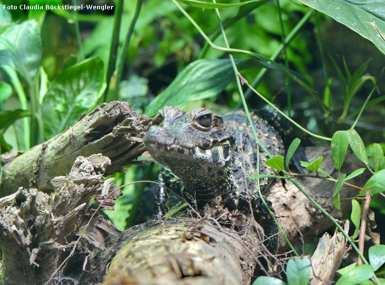 Stumpfkrokodil am 21. September 2017 im Achteckbecken im Terrarium im Grünen Zoo Wuppertal(Foto Claudia Böckstiegel-Wengler)