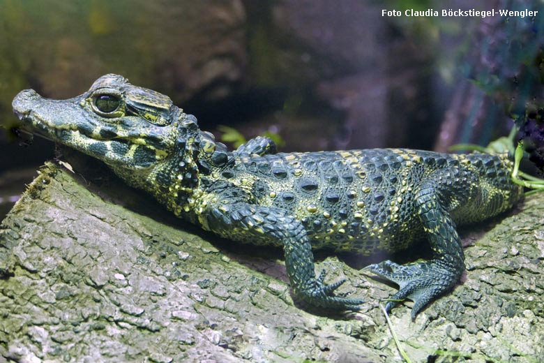 Stumpfkrokodil am 21. September 2017 im Achteckbecken im Terrarium im Zoologischen Garten Wuppertal(Foto Claudia Böckstiegel-Wengler)