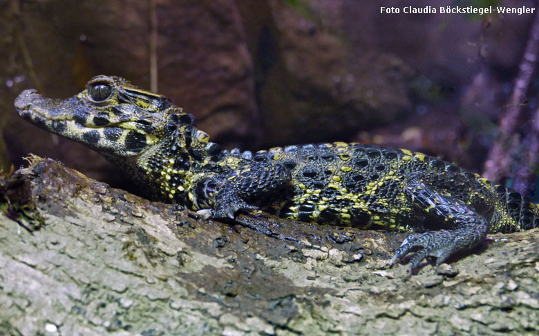 Junges Stumpfkrokodil am 27. September 2017 im Achteckbecken im Wuppertaler Zoo (Foto Claudia Böckstiegel-Wengler)