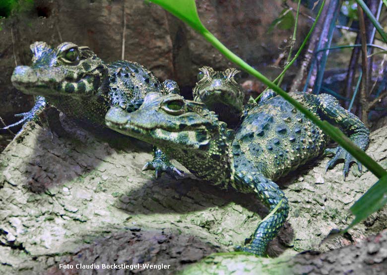 Drei junge Stumpfkrokodile am 27. September 2017 im Achteckbecken im Grünen Zoo Wuppertal (Foto Claudia Böckstiegel-Wengler)