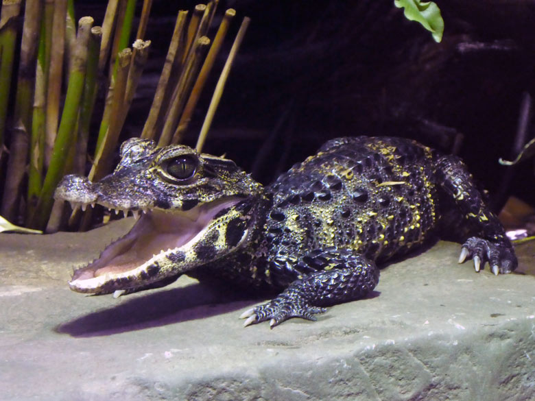 Stumpfkrokodil-Jungtier am 9. Oktober 2017 im Achteckbecken im Terrarium im Wuppertaler Zoo