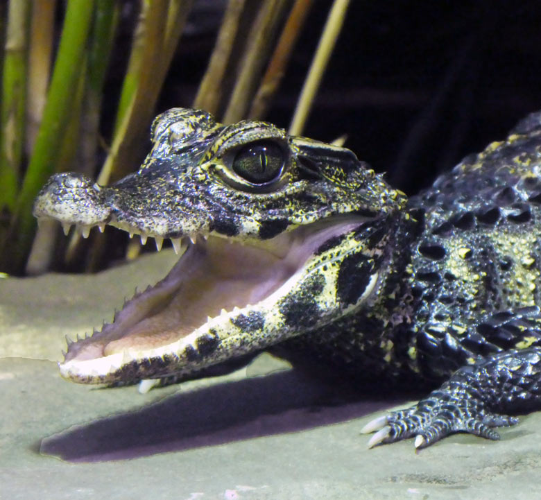 Stumpfkrokodil-Jungtier am 9. Oktober 2017 im Achteckbecken im Terrarium im Zoologischen Garten Wuppertal