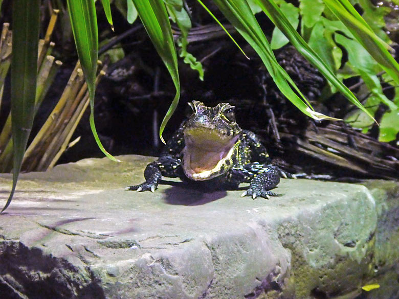 Stumpfkrokodil-Jungtier am 9. Oktober 2017 im Achteckbecken im Terrarium im Grünen Zoo Wuppertal