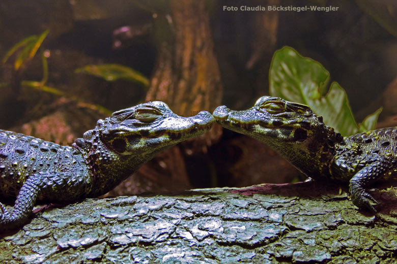Stumpfkrokodil-Küsschen am 9. November 2017 im Achteckbecken im Terrarium im Wuppertaler Zoo (Foto Claudia Böckstiegel-Wengler)