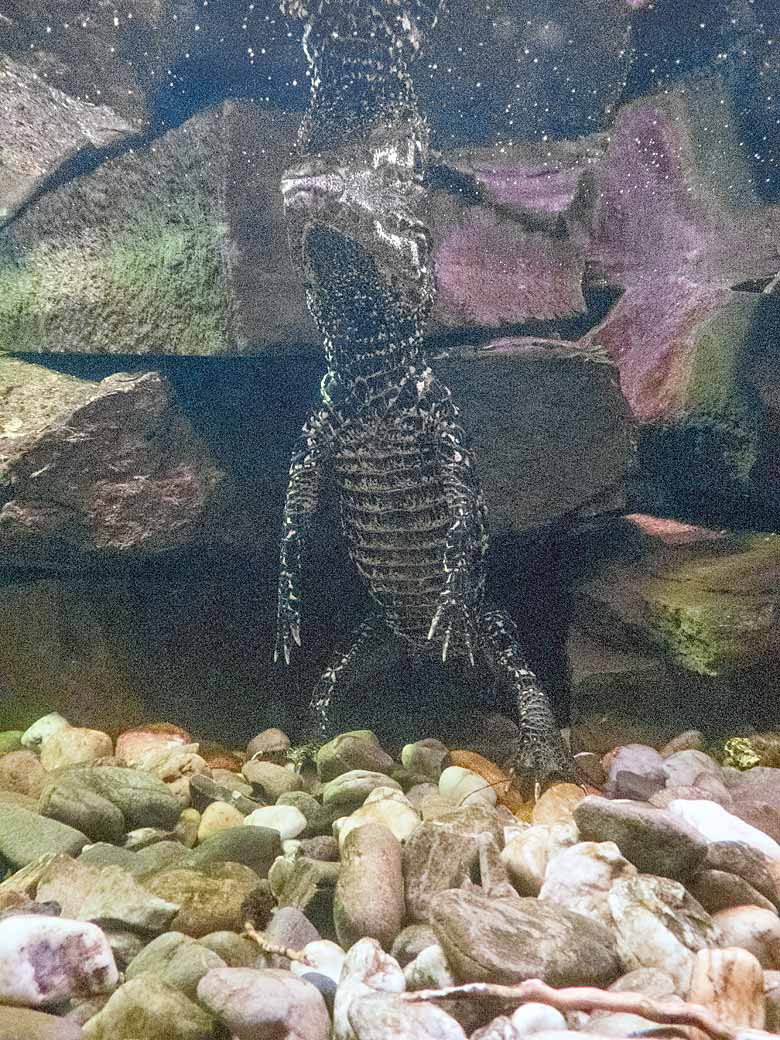 Stumpfkrokodil-Jungtier unter Wasser am 6. Januar 2018 im Achteckbecken im Aquarium/Terrarium im Grünen Zoo Wuppertal