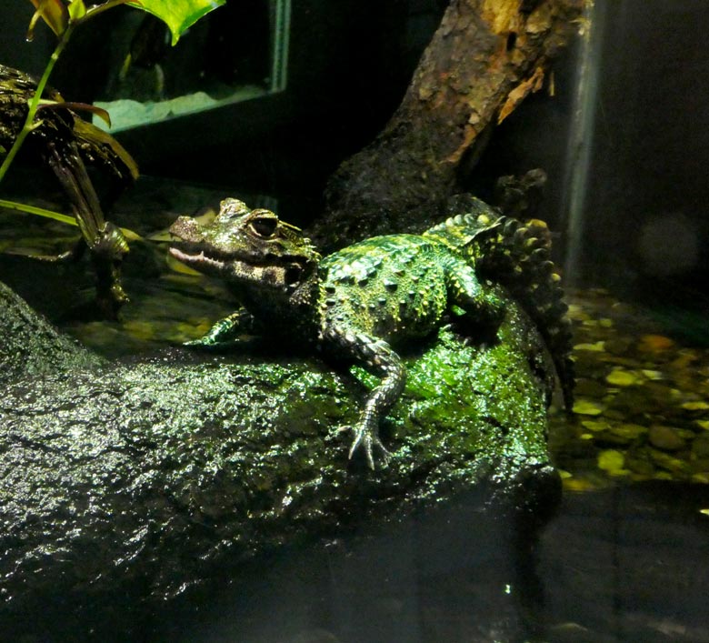 Stumpfkrokodil-Jungtier am 30. Mai 2018 im Terrarium im Zoologischen Garten Wuppertal