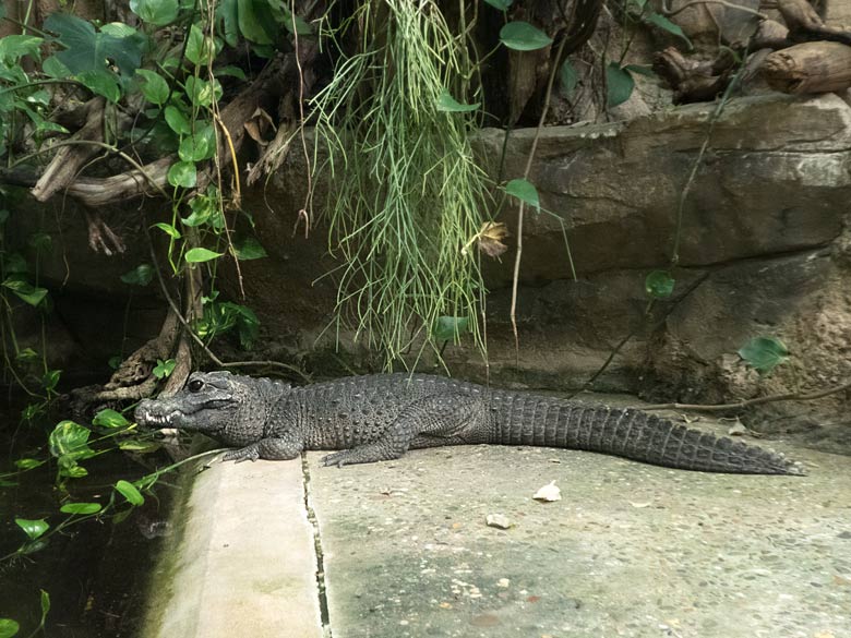 Weibliches Stumpfkrokodil am 30. März 2019 im Terrarium im Wuppertaler Zoo