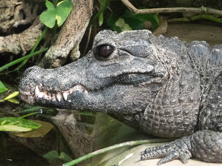 Stumpfkrokodil am 30. März 2019 im Terrarium im Zoologischen Garten Wuppertal