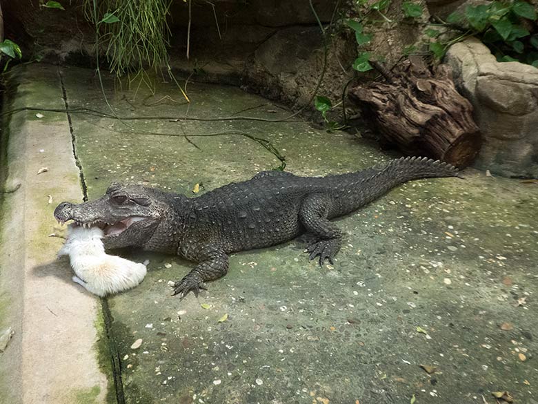 Stumpfkrokodil mit toter weißer Ratte am 3. August 2019 im Terrarium im Zoologischen Garten Wuppertal