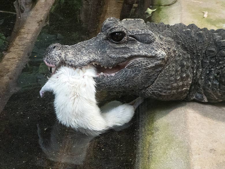 Stumpfkrokodil mit toter weißer Ratte am 3. August 2019 im Terrarium im Zoologischen Garten der Stadt Wuppertal