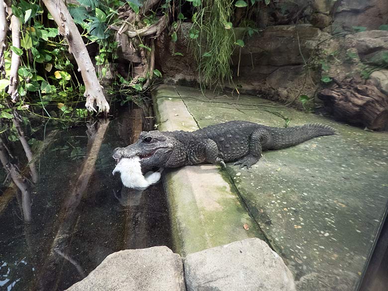 Stumpfkrokodil mit toter weißer Ratte am 3. August 2019 im Terrarium im Wuppertaler Zoo